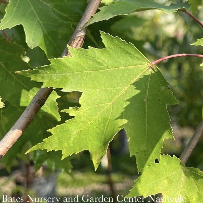 #15 Acer rub Armstrong GOLD/ Columnar Red Maple