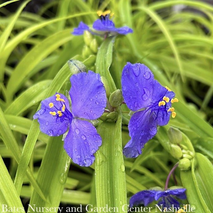 #1 Tradescantia x Sweet Kate/ Purple-Blue Spiderwort