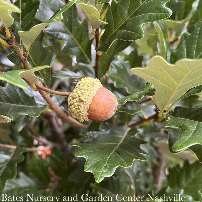 #7 Quercus x warei Regal Prince/ Columnar Oak