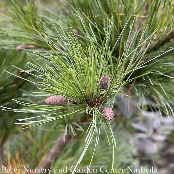 #15 Box Pinus strob Niagara Falls/ Weeping White Pine Native (TN) - No Warranty