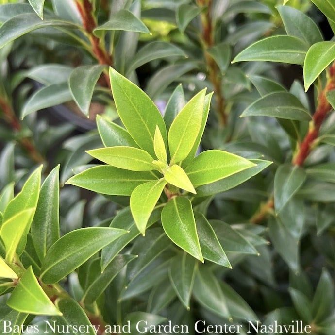 #3 Kalmia latifolia Elf/ Mountain Laurel Native (TN) - No Warranty
