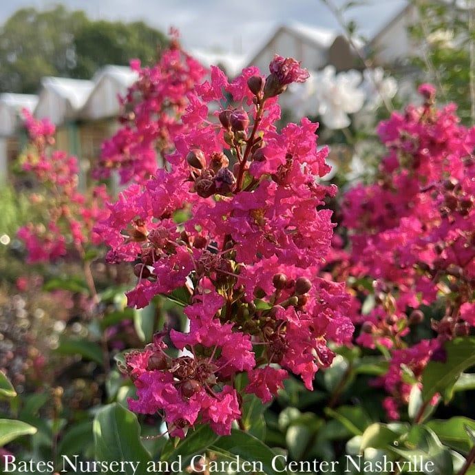 10ft Lagerstroemia x Tonto/  Fuchsia Red Semi-dwarf Crape Myrtle - Reg Price 349.99