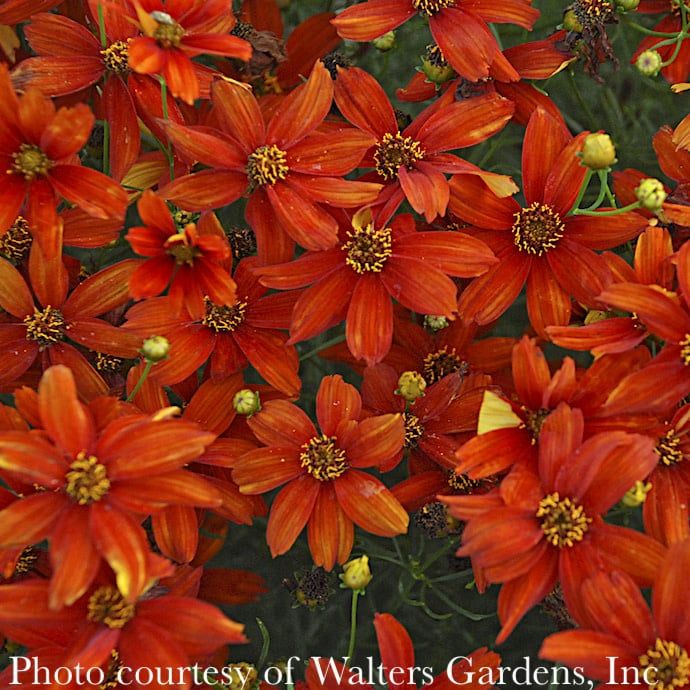 #1 Coreopsis vert Sizzle &amp; Spice &#39;Crazy Cayenne&#39;/ Orange Whorled Tickseed Native (TN)