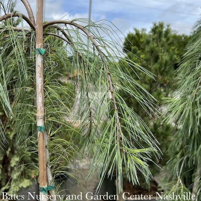 #3 Pinus strob Angel Falls/ Weeping White Pine Native (TN) - No Warranty