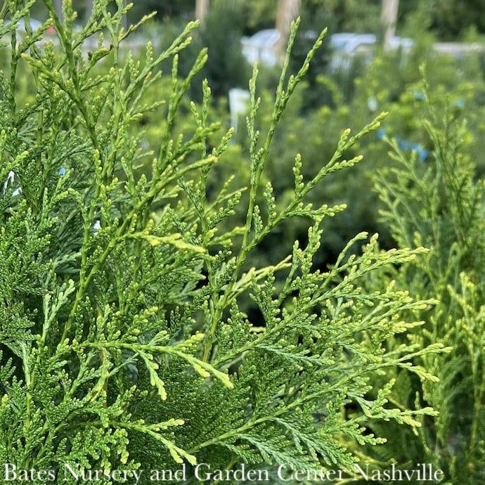 #15 Thuja occ Full Speed A Hedge (American Pillar)/ Columnar Arborvitae