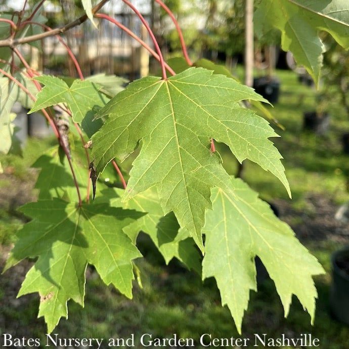 #15 Acer x free Armstrong/ Columnar Freeman Red Maple