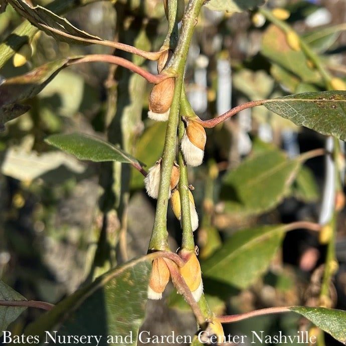#7 Salix cap Pendula/ Weeping Pussy Willow