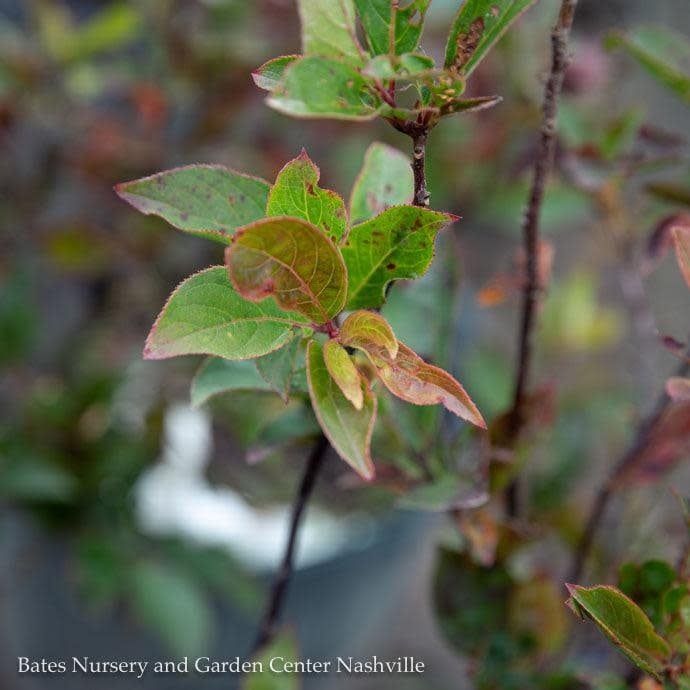#3 Itea virginica Merlot/ Virginia Sweetspire Native (TN)