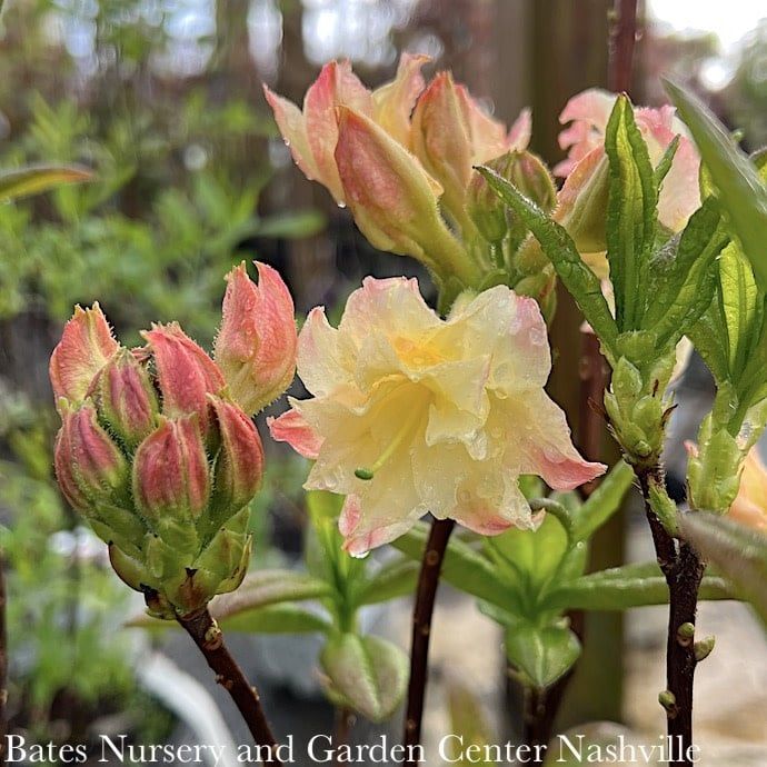 #2 Azalea x Cannon&#39;s Double (Exbury hybrid)/ Peach Deciduous