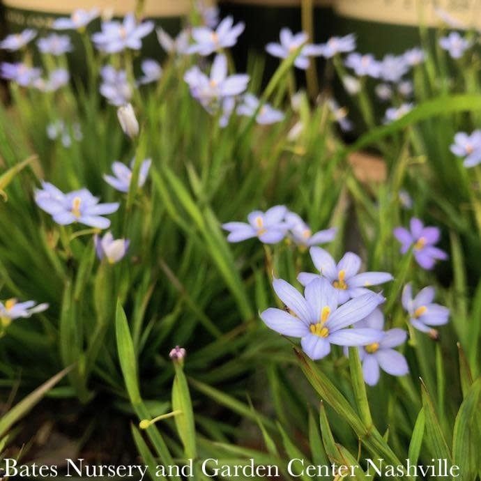#1 Sisyrinchium ang Blue Note/ Blue-Eyed Grass Native (TN)