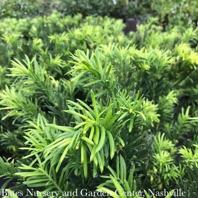 #3 Cephalotaxus harr Hedgehog/ Dwarf Spreading Japanese Plum Yew