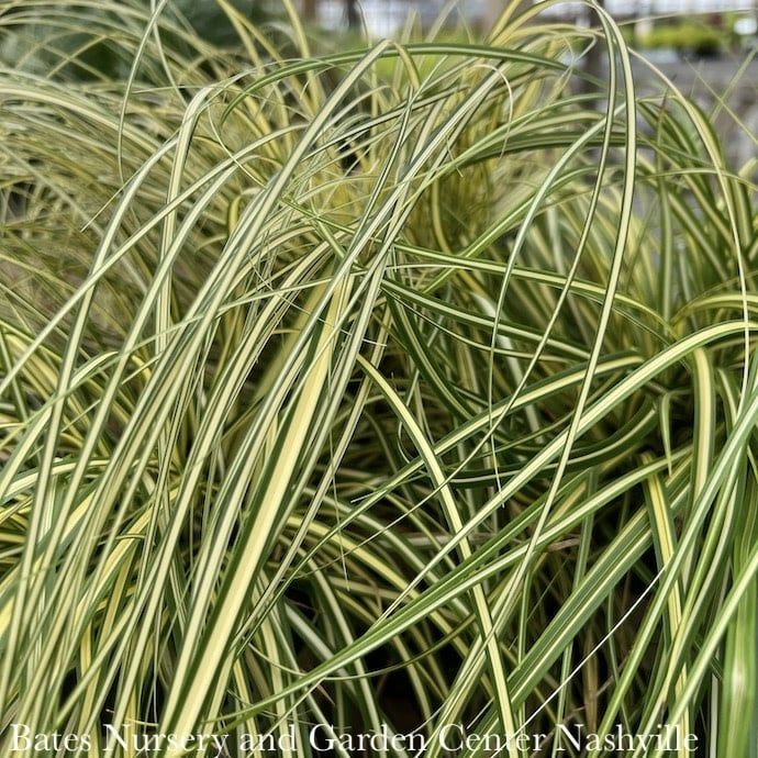 #1 Grass Carex osh SL EverColor &#39;Everoro&#39;/ Variegated Sedge
