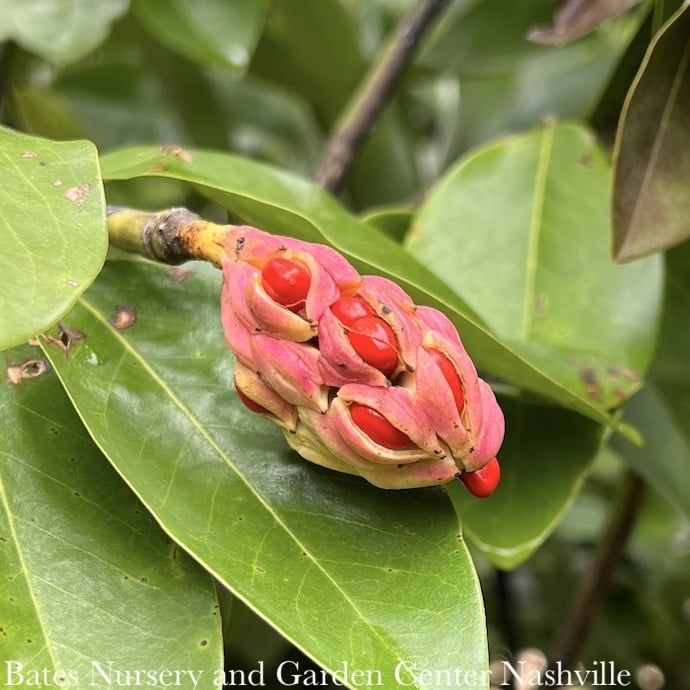 #15 SINGLE Magnolia virg Moonglow/ Semi-Evergreen Sweetbay Native (TN)
