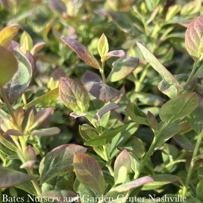 Edible #2 Vaccinium cory Bountiful Blue/ Northern Highbush Blueberry Native (TN)
