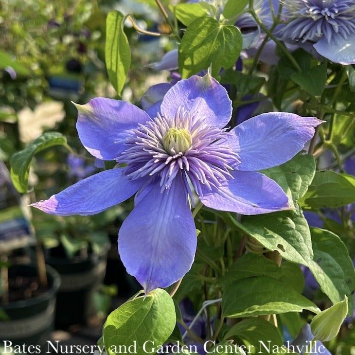 #1 Clematis x Blue Light