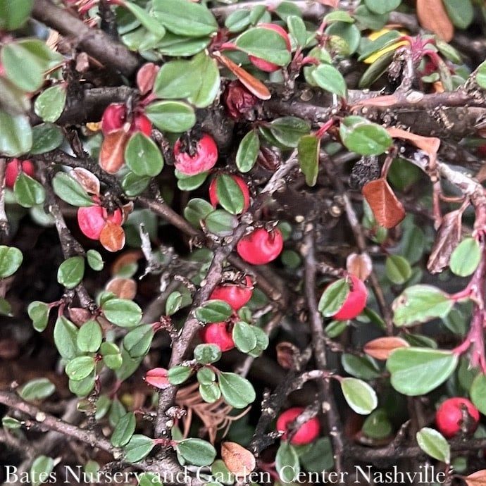 LPP(4p) Bonsai Starter Cotoneaster dammeri Streibs Findling - No Warranty