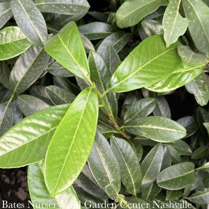 #2 Prunus lauro Mt. Vernon/ Dwarf English Laurel