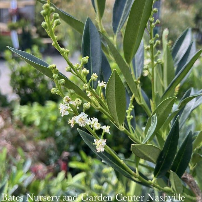 #7 Prunus lauro Jade Enchantress/ Dwarf Cherry Laurel