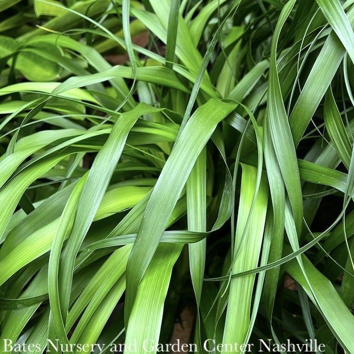 4p! Palm Beaucarnea rec / Ponytail Palm STUMP /Tropical