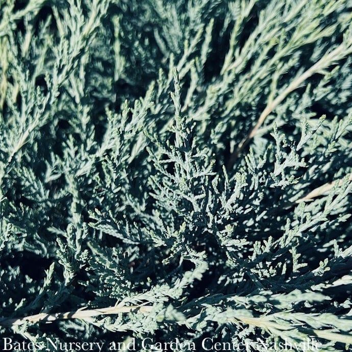 #1 Juniperus virg Grey Guardian/ Spreading Juniper Native (TN)