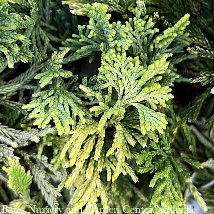 LPP(4p) Juniperus horiz Mother Lode/ Creeping Juniper