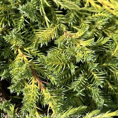 2 Juniperus chin Daubs Frosted/Chinese Juniper Spreading