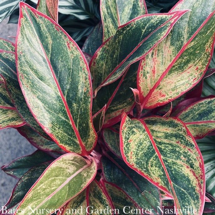 6p! Aglaonema Pink or Red Siam /Chinese Evergreen /Tropical