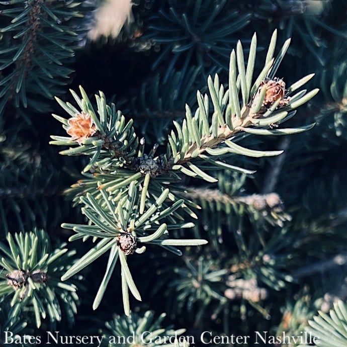#5 Picea gl var den Sunburst/ Black Hills Spruce