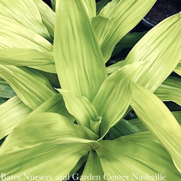 10p! Dracaena Limelight /Tropical