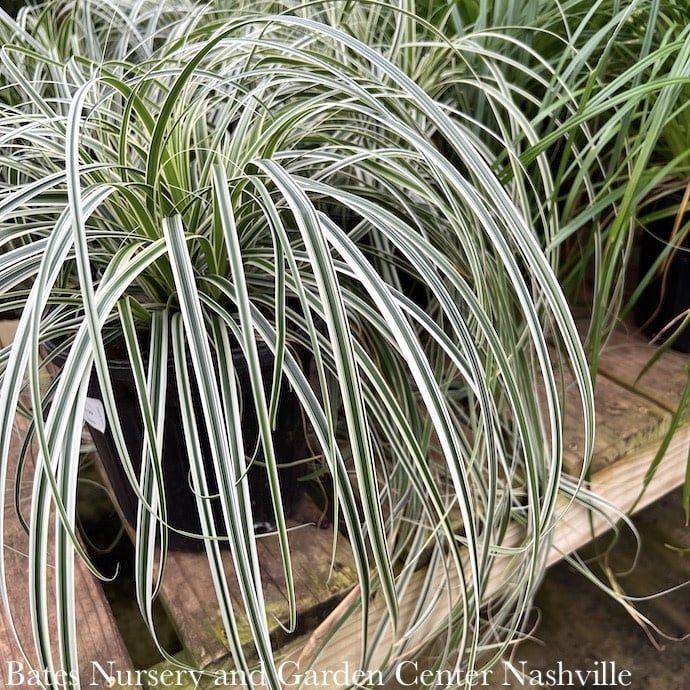 #1 Grass Carex x Feather Falls/ Variegated Sedge