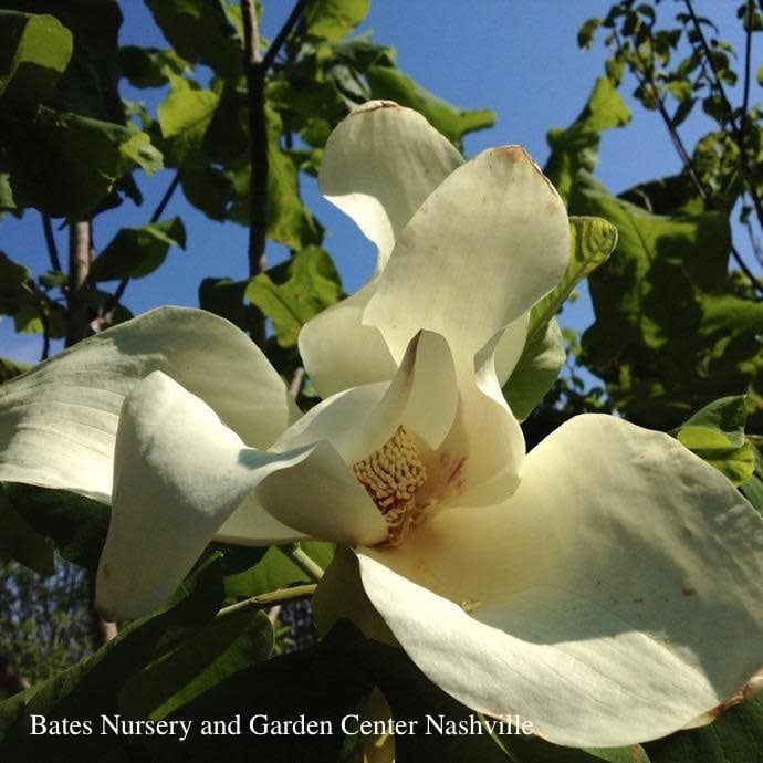 #15 Magnolia ashei/  Deciduous Bigleaf White Ashe&#39;s