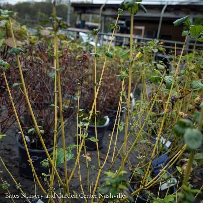 #3 Cornus alba Winter Canary/ Tatarian Yellow Twig Dogwood