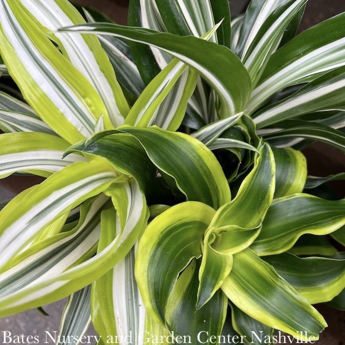 4p! Dracaena Dragon Series Lemon Surprise /Tropical