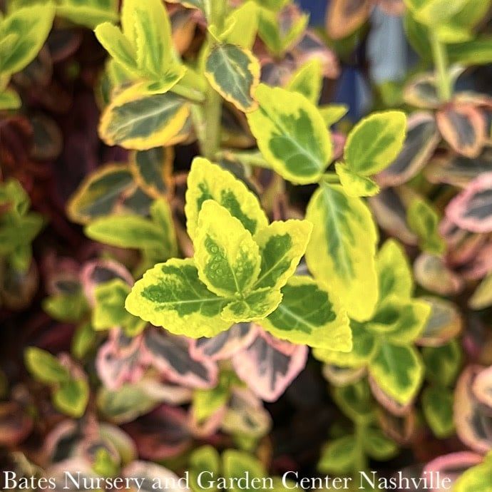 #1 Euonymus fort Emerald &#39;n Gold/ Variegated Wintercreeper