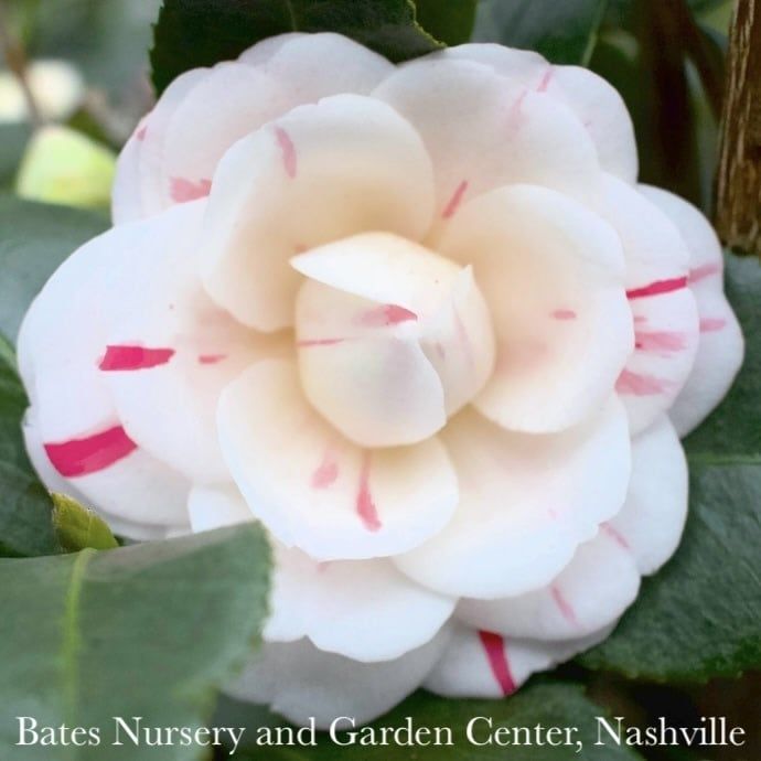 #3 Camellia japonica April Dawn / White and Pink - No Warranty