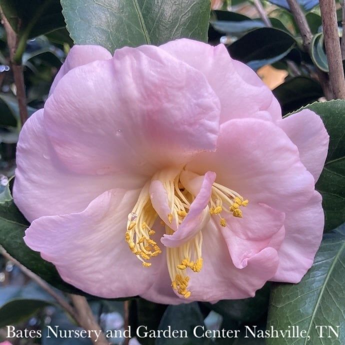 #3 Camellia japonica April Blush/ Light Pink - No Warranty