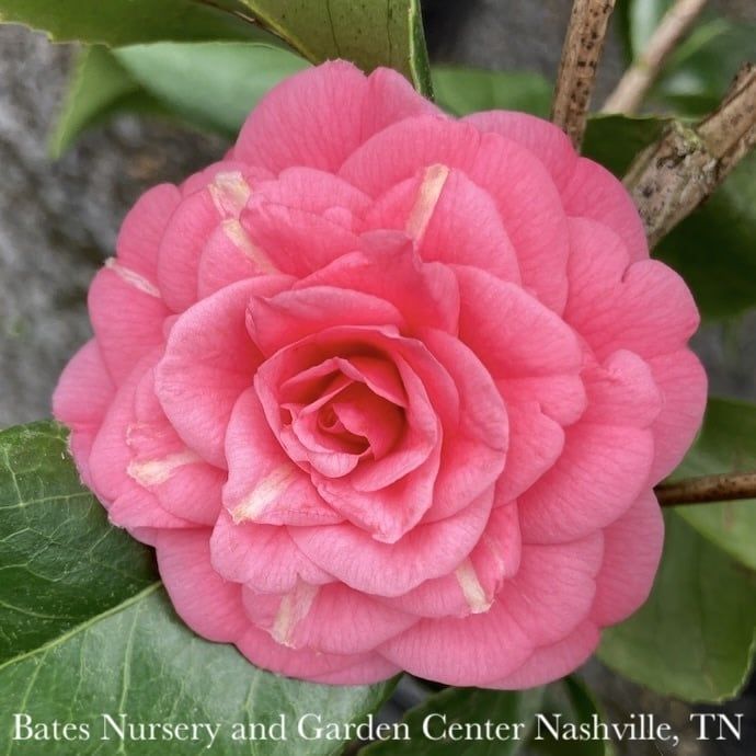 #7 Camellia japonica April Rose/ Rose-red Double - No Warranty