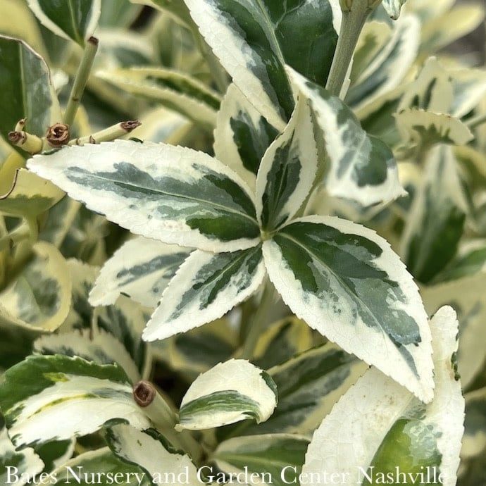 #2 Euonymus japonicus Silver King/ Variegated