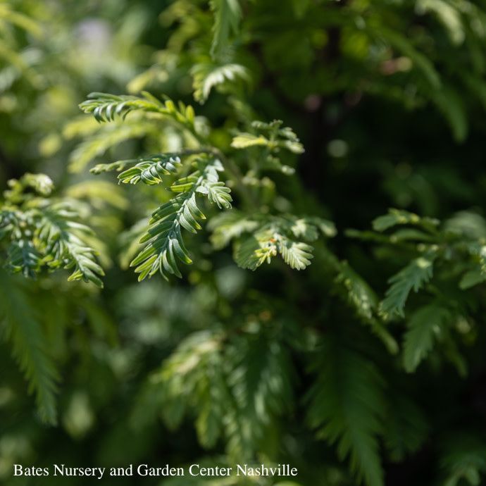 #6 Metasequoia glypto Hamlet&#39;s Broom/ Dwarf Dawn Redwood
