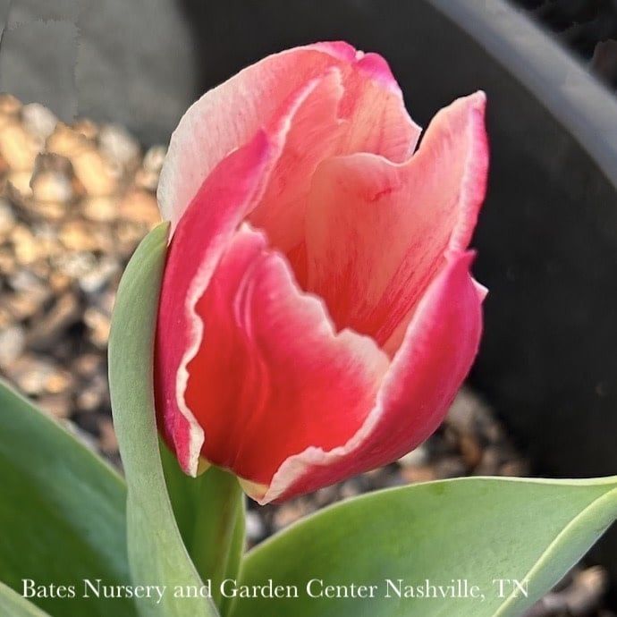 Bulb Tulip Candy Apple Delight /Pink w White Darwin Hybrid 6/pk