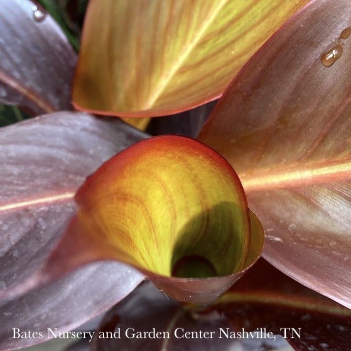 Tropical #2 Canna Tropicanna &#39;Black&#39; - No Warranty