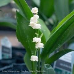 Bulb Lily of the Valley/ Convallaria  10/Pips