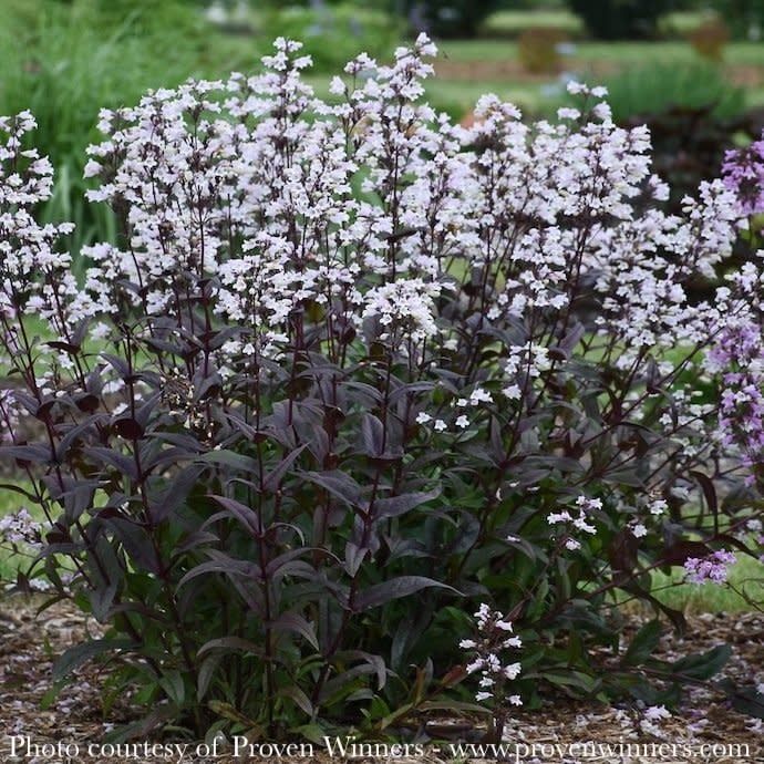 #1 Penstemon dig PW Onyx and Pearls/ Beardtongue Native (TN)