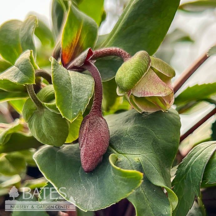 #1 Helleborus x Winterbells/ Cream and Light Pink Lenten Rose