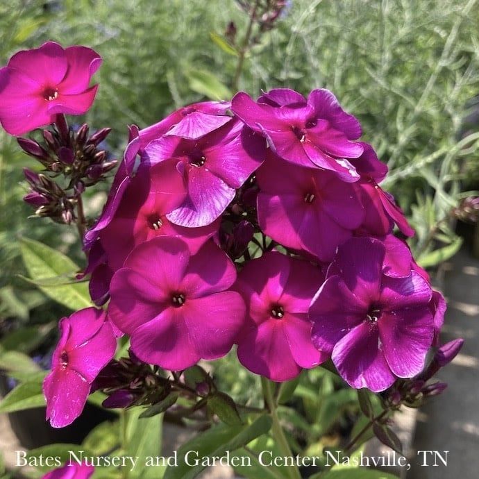 #1 Phlox pan Nicky/ Magenta Upright Garden Native (TN)