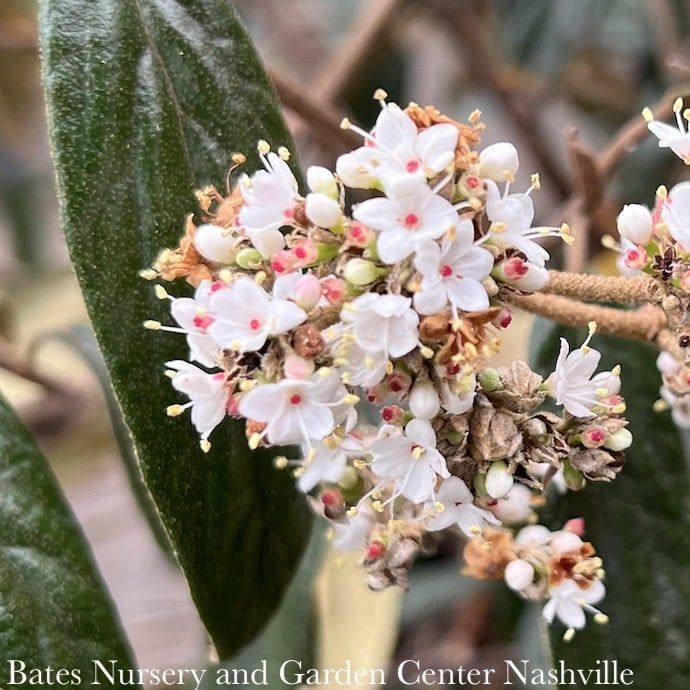 #5 Viburnum x pragense/ Prague Evergreen