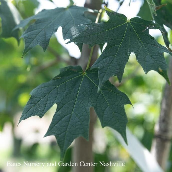 2&quot; Acer sacc Green Mountain/ Sugar Maple Female Native (TN)