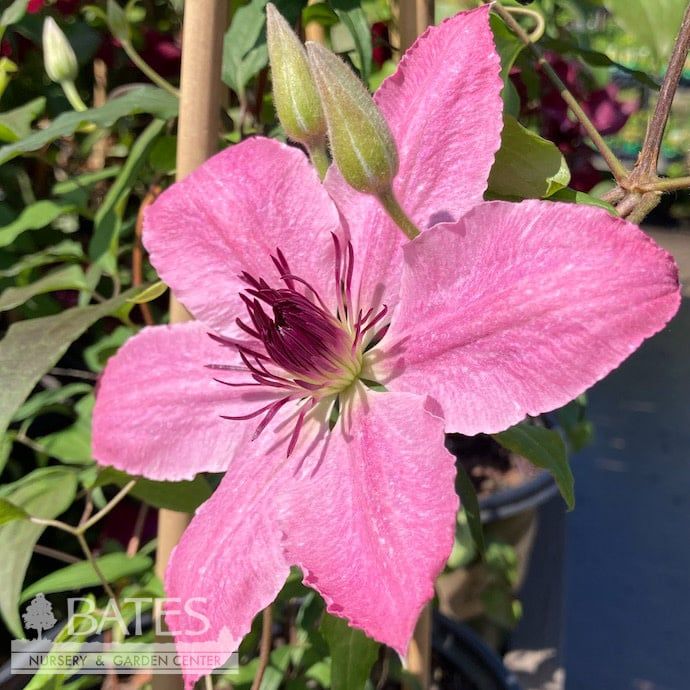 #1 Clematis Boulevard &#39;Sarah Elizabeth&#39;/ Compact Pink