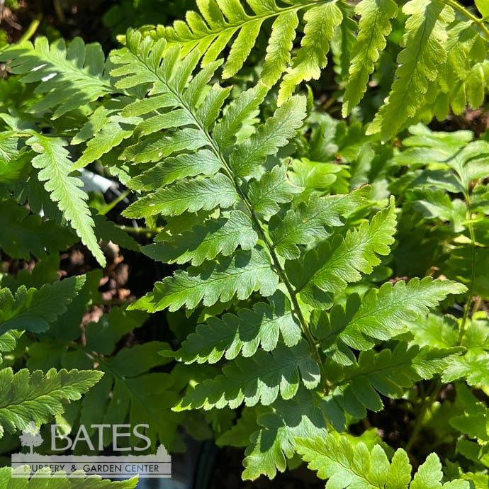 #1 Dryopteris x australis/ Dixie Wood Fern Native (TN)