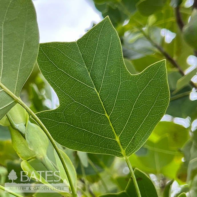 #15 Liriodendron tul Little Volunteer/ Dwarf Tulip Poplar Native (TN)